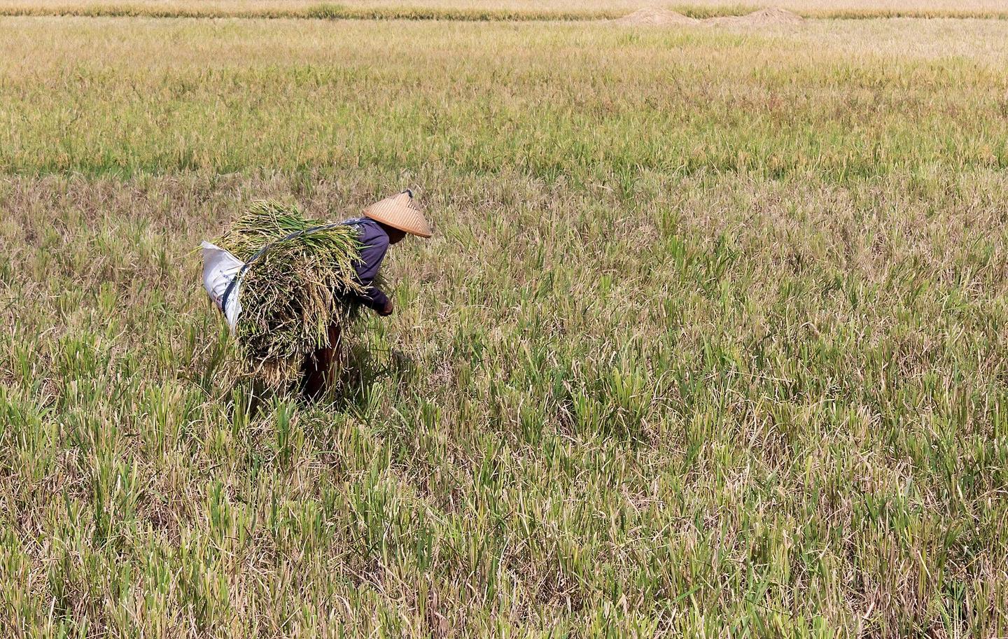 Petani memanen padi di sawah Indonesia